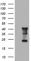 TAL1 Antibody