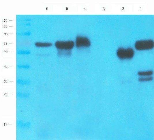 TAL1 antibody