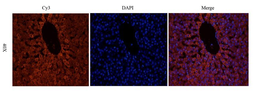 TAL1 antibody