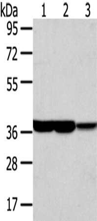 TALDO1 antibody