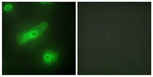 TALL-2 Antibody