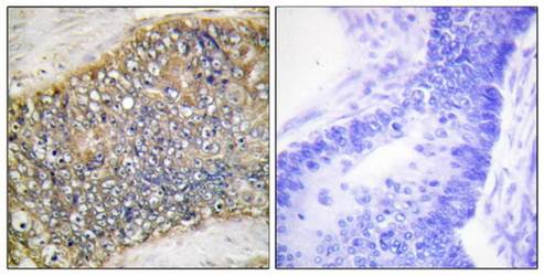 TALL-2 Antibody