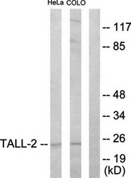 TALL-2 Antibody