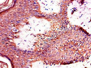 TANK Antibody