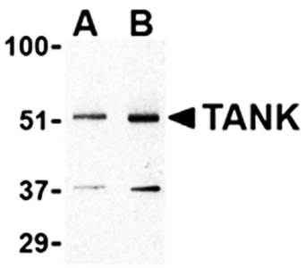 TANK Antibody