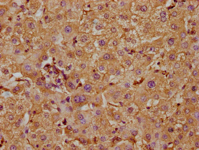 TAOK1 Antibody