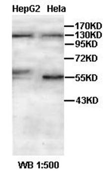 TAOK3 antibody