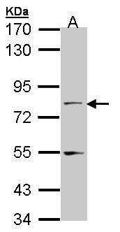 TAP Rabbit Polyclonal Antibody