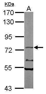 TAP Rabbit Polyclonal Antibody