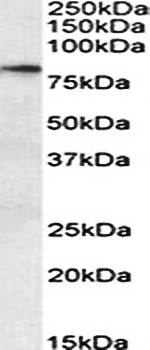 TAp63alpha/deltaNp63alpha Antibody