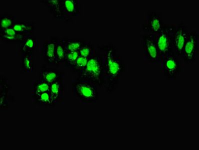 TARDBP Antibody