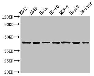 TARDBP Antibody