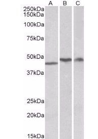 Goat anti-TDP-43 Antibody