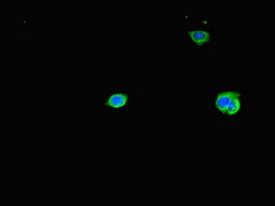 TAS2R38 Antibody