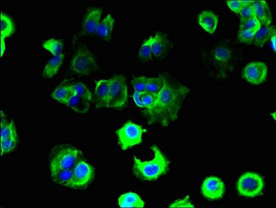 TAS2R41 Antibody