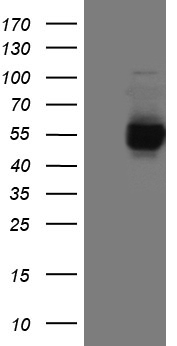 TAT Antibody
