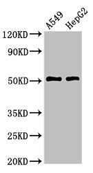 TAT Antibody