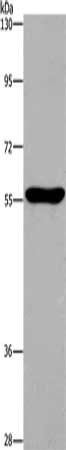 MAPT Antibody