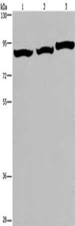 MAPT Antibody