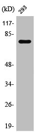 MAPT Antibody