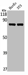 MAPT Antibody