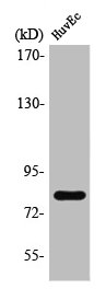 MAPT Antibody