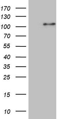MAPT Antibody