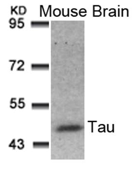 Tau (Ab81) Antibody