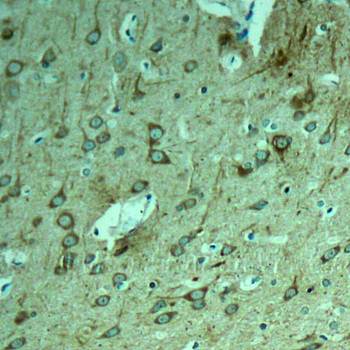 Tau (Ab-231) Antibody