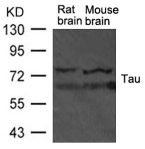 Tau Antibody