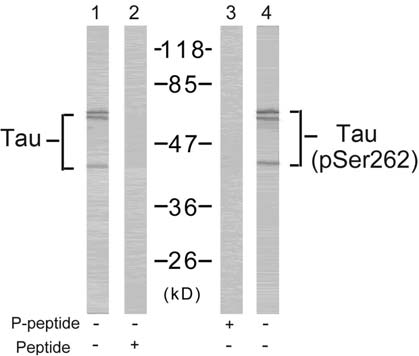 Tau (Phospho-Ser262) Antibody