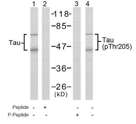 Tau (Phospho-Thr205) Antibody