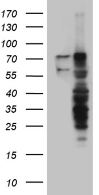 TAZ Antibody
