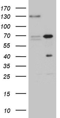 TAZ Antibody