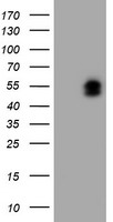 WWTR1 Antibody