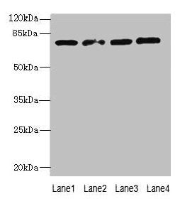 TBC1D14 antibody