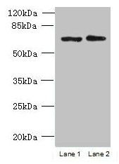 TBC1D19 antibody