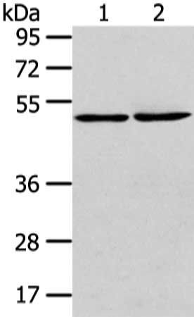 TBC1D22A Antibody