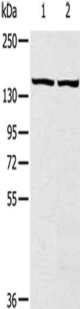 TBC1D4 Antibody