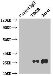 TBCB antibody