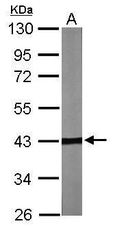 TBCC antibody