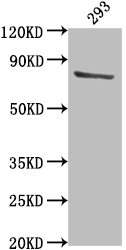 TBK1 Antibody