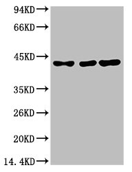 TBP Antibody