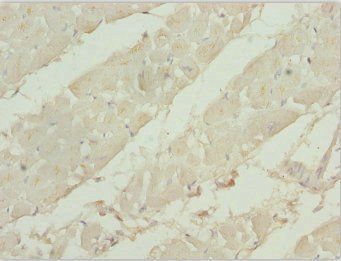 TBPL1 Antibody