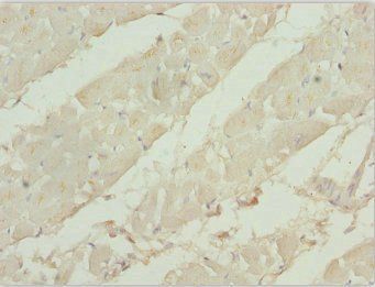 TBPL1 antibody