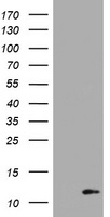 TBX1 Antibody