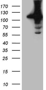 TBX20 Antibody