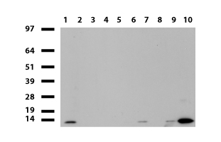 TBX3 Antibody