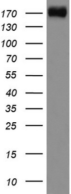 TBX3 Antibody