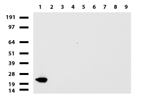 TBX3 Antibody